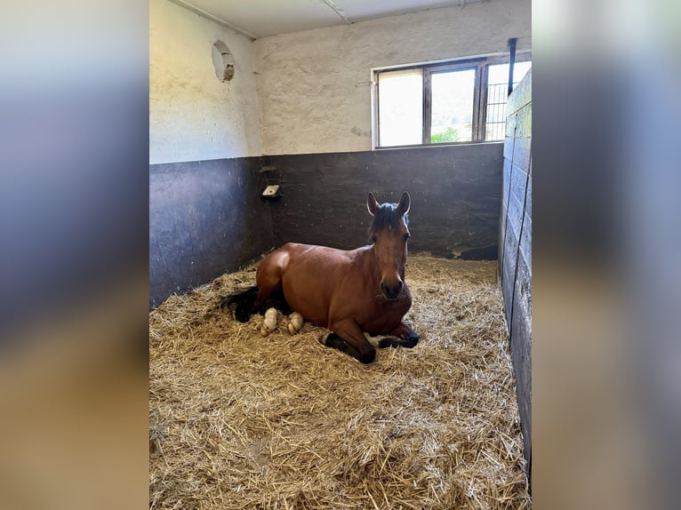 Cruzado Giumenta 11 Anni 155 cm Baio in Wingerode