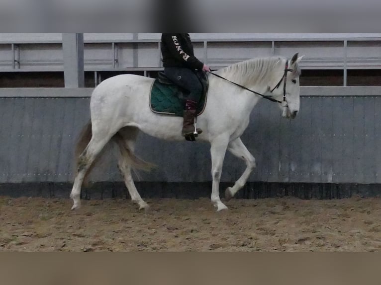 Cruzado Giumenta 11 Anni 162 cm Grigio in Lathen