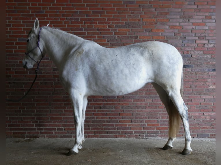 Cruzado Giumenta 11 Anni 162 cm Grigio in Lathen