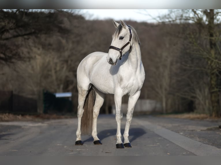 Cruzado Giumenta 12 Anni 156 cm Grigio in Windhagen