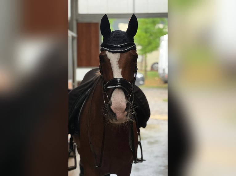 Cruzado Giumenta 12 Anni 165 cm Sauro in Brugherio