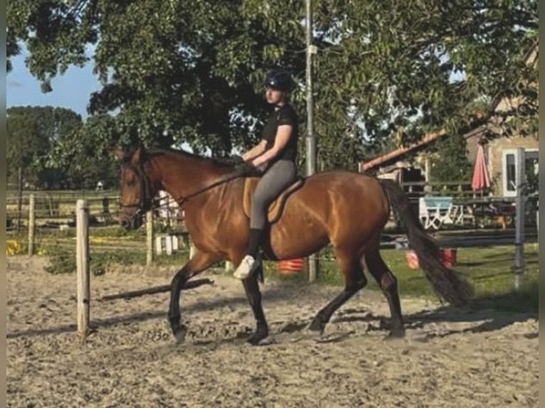 Cruzado Giumenta 13 Anni 153 cm Baio in Brielle