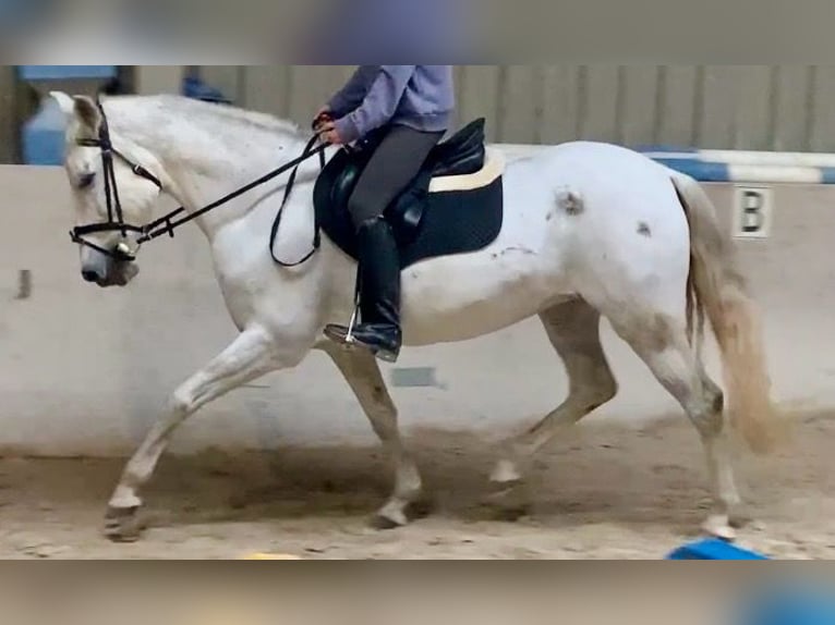 Cruzado Giumenta 13 Anni 155 cm Grigio in W&#xFC;rzburg