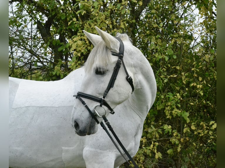 Cruzado Giumenta 13 Anni 155 cm Grigio in W&#xFC;rzburg