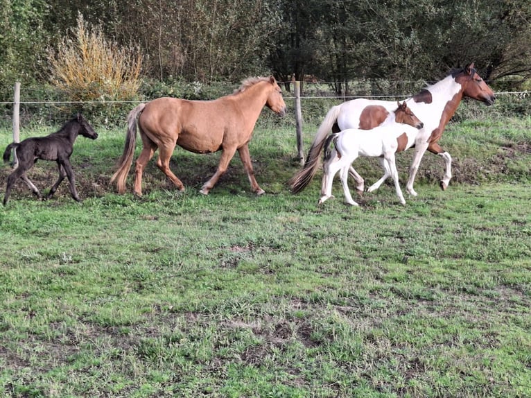 Cruzado Mix Giumenta 14 Anni 158 cm Palomino in Santiago De Compostela