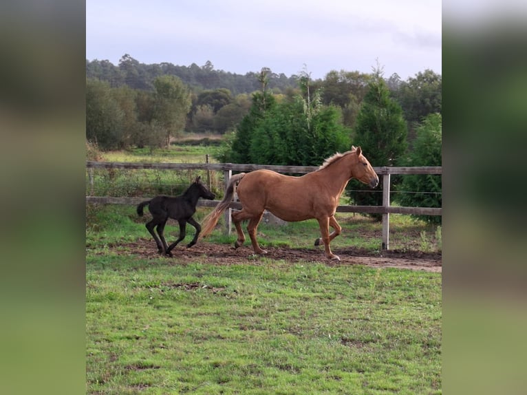 Cruzado Mix Giumenta 14 Anni 158 cm Palomino in Santiago De Compostela