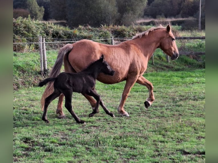 Cruzado Mix Giumenta 14 Anni 158 cm Palomino in Santiago De Compostela