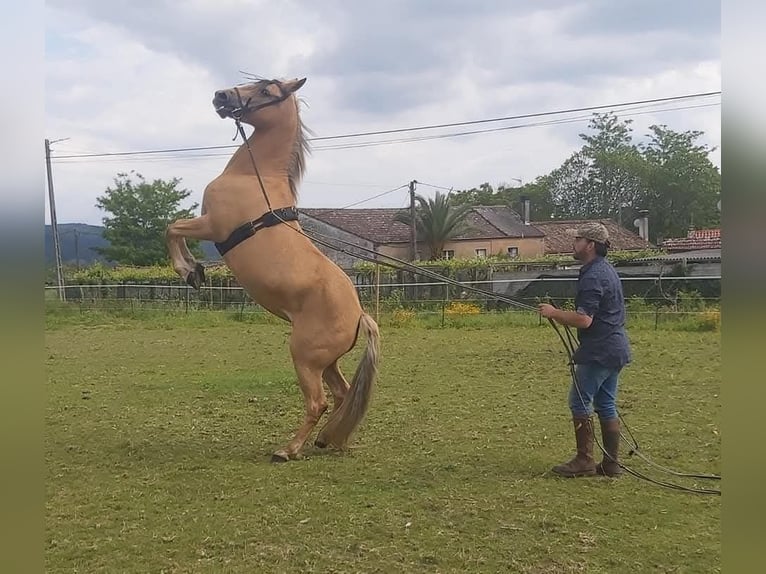 Cruzado Mix Giumenta 15 Anni 158 cm Palomino in Santiago De Compostela