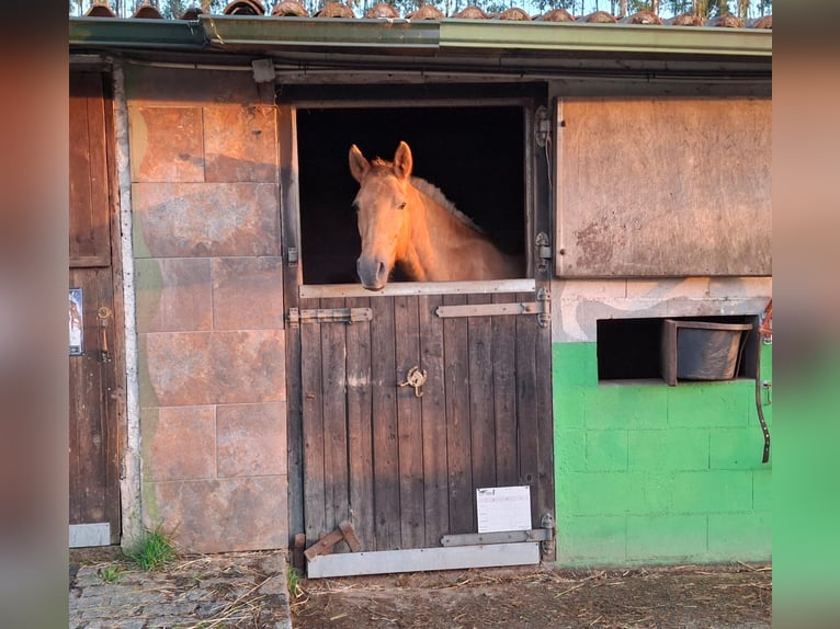 Cruzado Mix Giumenta 15 Anni 158 cm Palomino in Santiago De Compostela