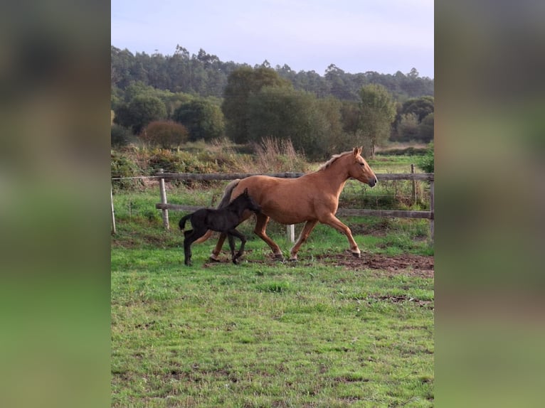 Cruzado Mix Giumenta 15 Anni 158 cm Palomino in Santiago De Compostela