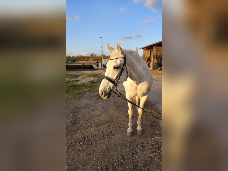 Cruzado Giumenta 15 Anni 160 cm Grigio in Rheinstetten