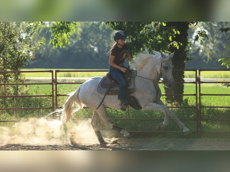 Cruzado Giumenta 15 Anni 165 cm Grigio in San Secondo Parmense