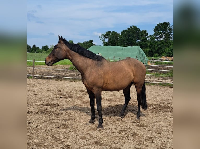 Cruzado Mix Giumenta 16 Anni 152 cm Baio in Kempen
