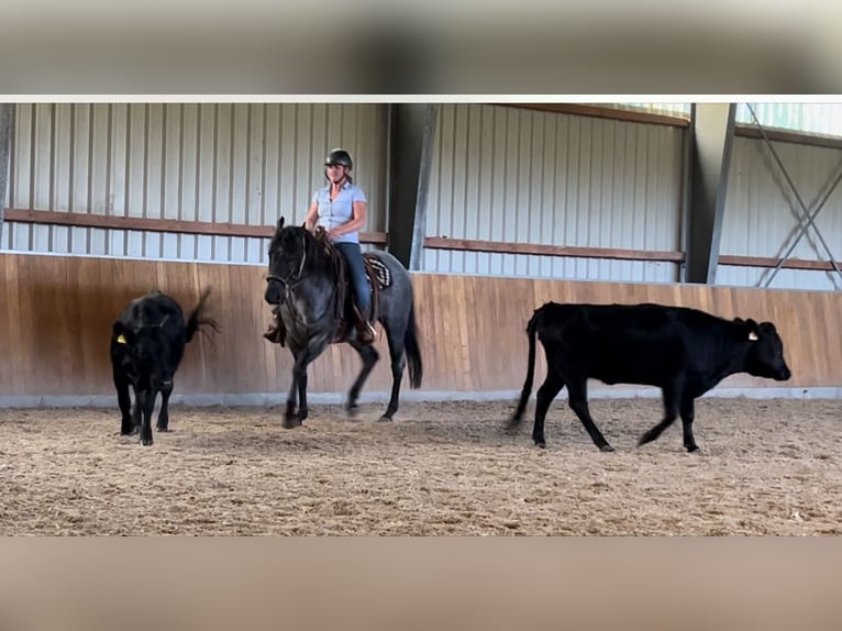 Cruzado Mix Giumenta 1 Anno 155 cm Pelle di daino in Porta Westfalica