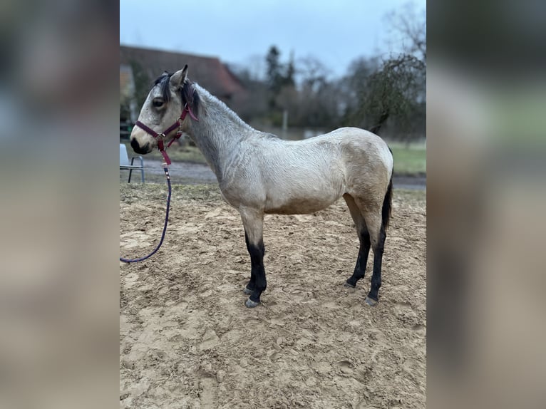 Cruzado Mix Giumenta 1 Anno 155 cm Pelle di daino in Porta Westfalica