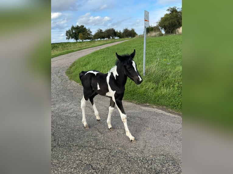 Cruzado Mix Giumenta 1 Anno 160 cm Tobiano-tutti i colori in Kupferzell