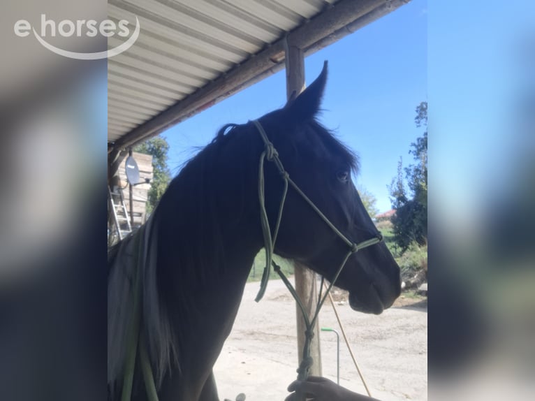 Cruzado Mix Giumenta 1 Anno 163 cm Tobiano-tutti i colori in Kupferzell