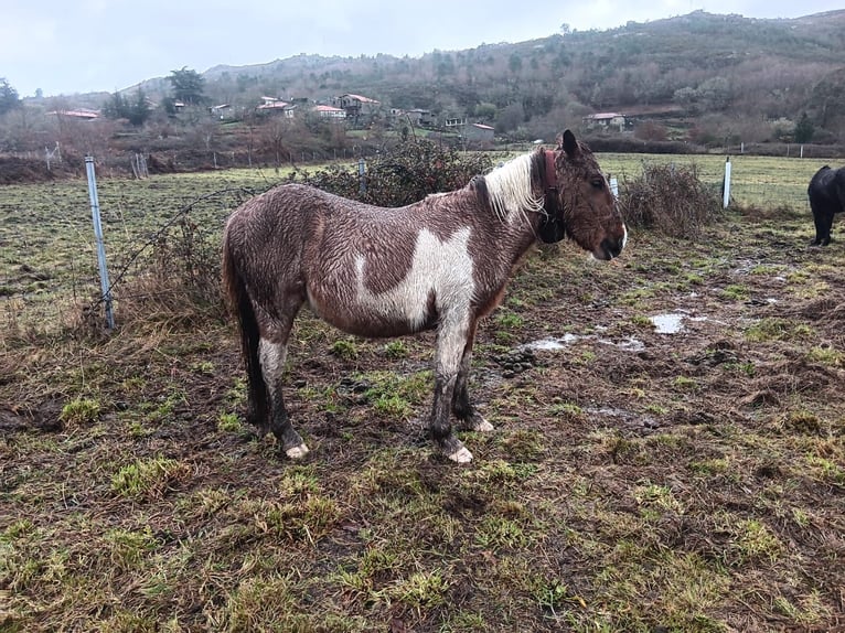 Cruzado Mix Giumenta 2 Anni Pezzato in Grado