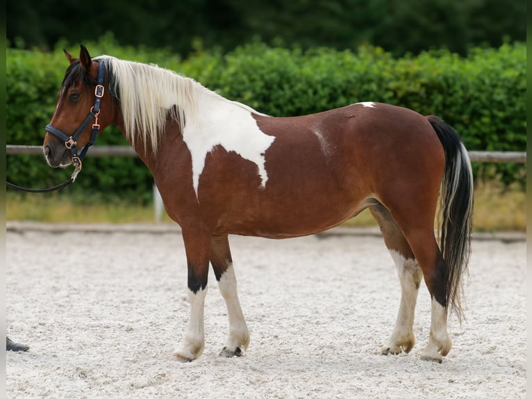 Cruzado Giumenta 3 Anni 135 cm Pezzato in Neustadt (Wied)