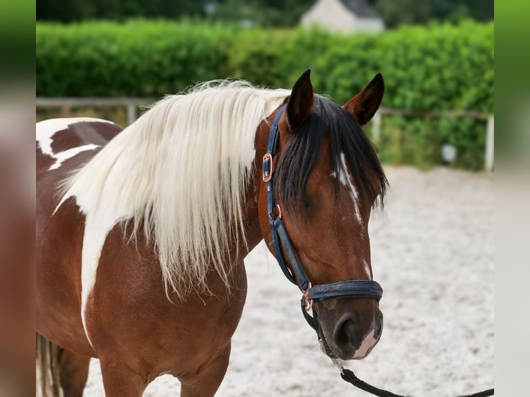 Cruzado Giumenta 3 Anni 135 cm Pezzato in Neustadt (Wied)