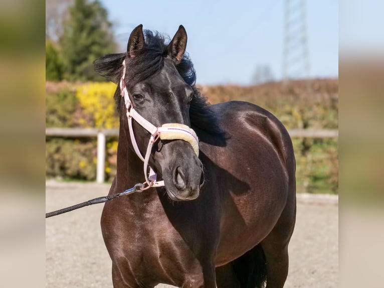 Cruzado Giumenta 3 Anni 150 cm Morello in Neustadt (Wied)