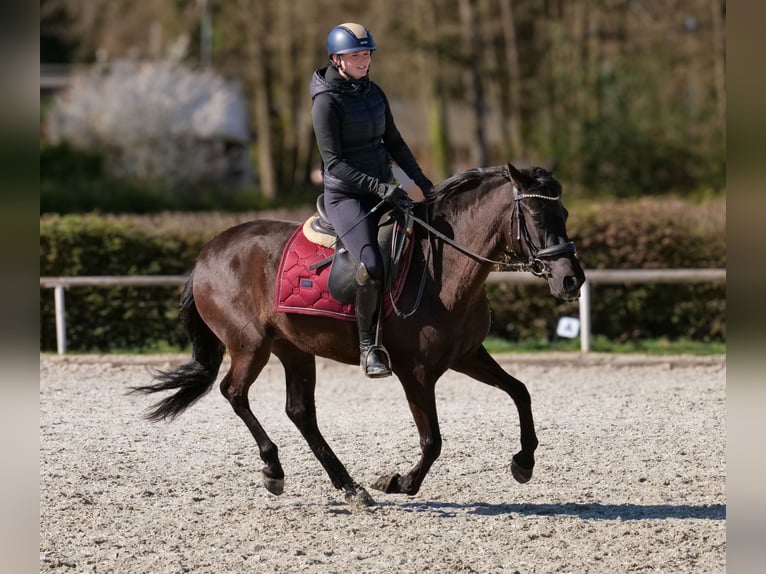 Cruzado Giumenta 3 Anni 150 cm Morello in Neustadt (Wied)