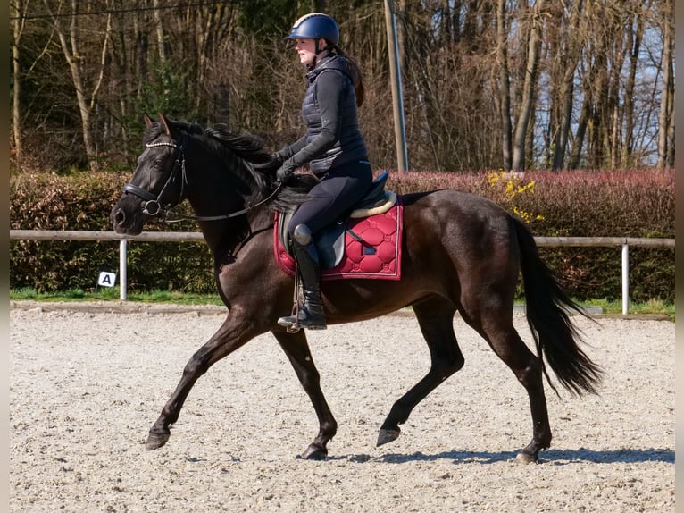 Cruzado Giumenta 3 Anni 150 cm Morello in Neustadt (Wied)
