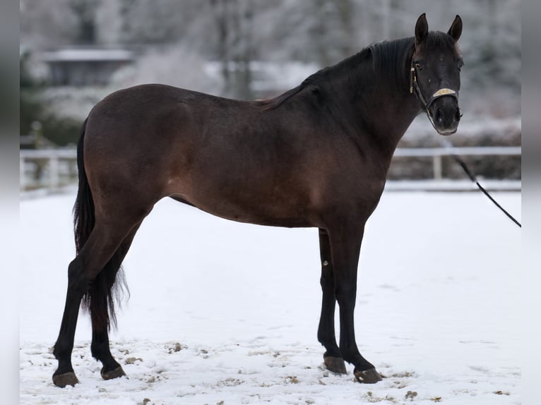 Cruzado Giumenta 3 Anni 150 cm Morello in Neustadt (Wied)