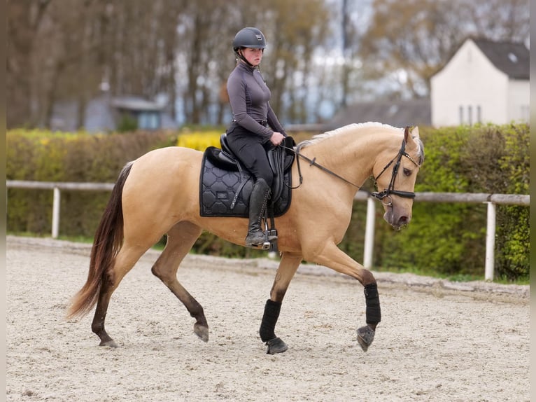 Cruzado Giumenta 3 Anni 158 cm Falbo in Neustadt (Wied)