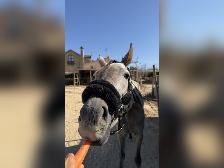 Cruzado Mix Giumenta 4 Anni 148 cm Grigio in Torrevieja
