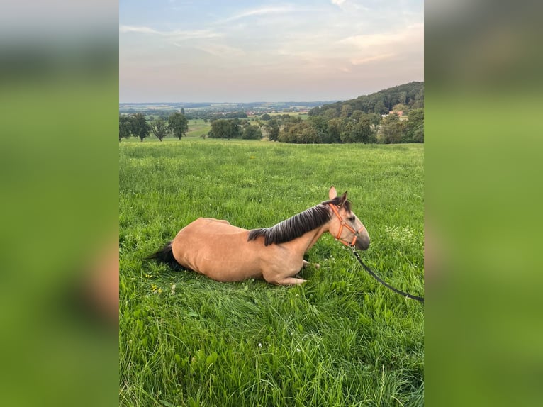 Cruzado Giumenta 4 Anni 152 cm Falbo in Kupferzell-L&#xF6;cherholz