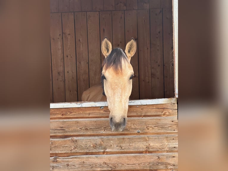 Cruzado Giumenta 4 Anni 152 cm Falbo in Kupferzell-L&#xF6;cherholz