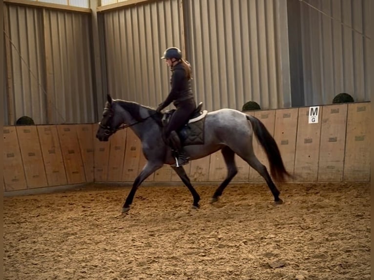 Cruzado Giumenta 4 Anni 153 cm Leardo in Neustadt (Wied)