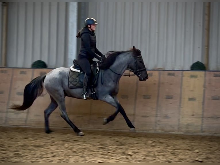 Cruzado Giumenta 4 Anni 153 cm Leardo in Neustadt (Wied)