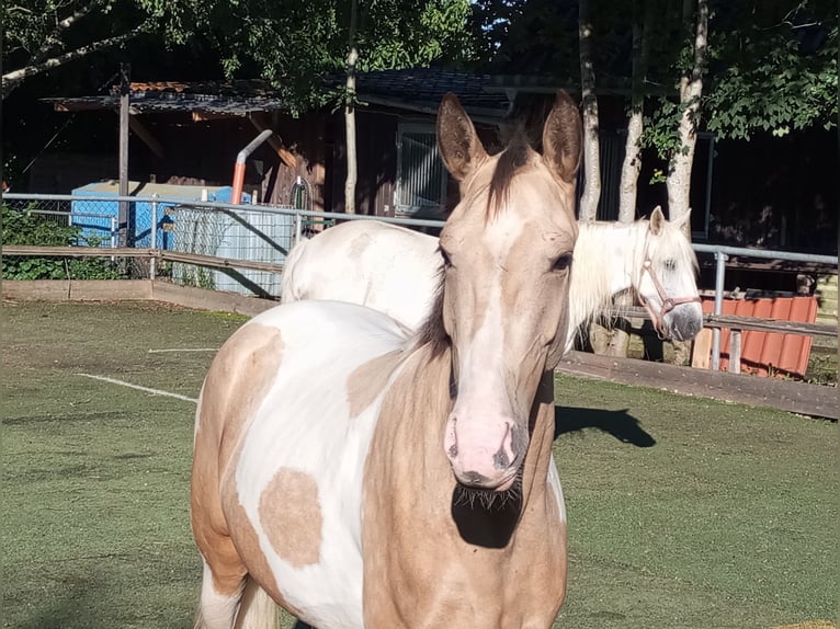 Cruzado Giumenta 4 Anni 153 cm Palomino in Abtsgmünd