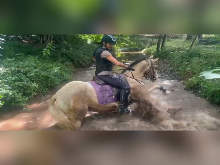 Cruzado Giumenta 4 Anni 153 cm Palomino in Abtsgmünd