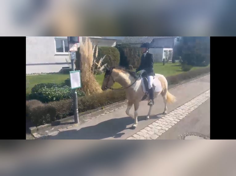Cruzado Giumenta 4 Anni 153 cm Palomino in Abtsgmünd