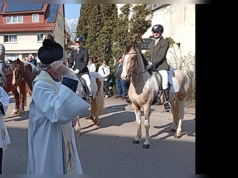Cruzado Giumenta 4 Anni 153 cm Palomino in Abtsgmünd