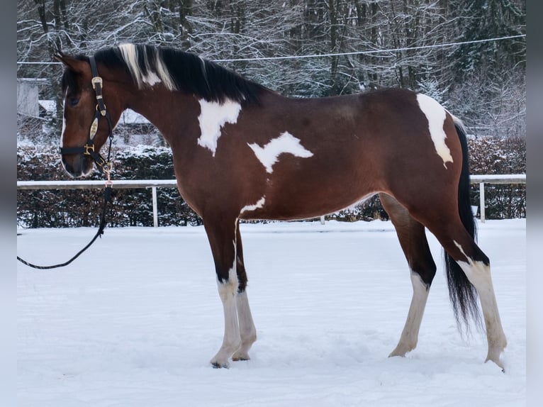 Cruzado Giumenta 4 Anni 153 cm Pezzato in Neustadt (Wied)