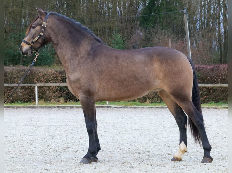 Cruzado Giumenta 4 Anni 157 cm Falbo in Neustadt (Wied)