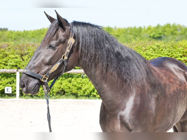 Cruzado Giumenta 4 Anni 158 cm Morello in Neustadt (Wied)