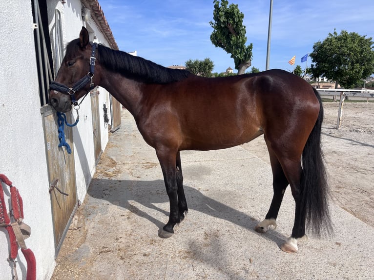 Cruzado Giumenta 4 Anni 160 cm Baio in Torredembarra