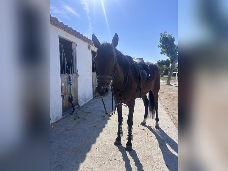 Cruzado Giumenta 4 Anni 160 cm Baio in Torredembarra