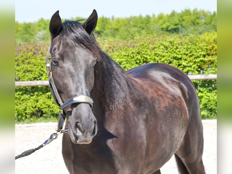 Cruzado Giumenta 4 Anni 160 cm Morello in Neustadt (Wied)