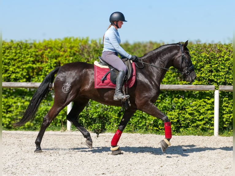 Cruzado Giumenta 4 Anni 160 cm Morello in Neustadt (Wied)