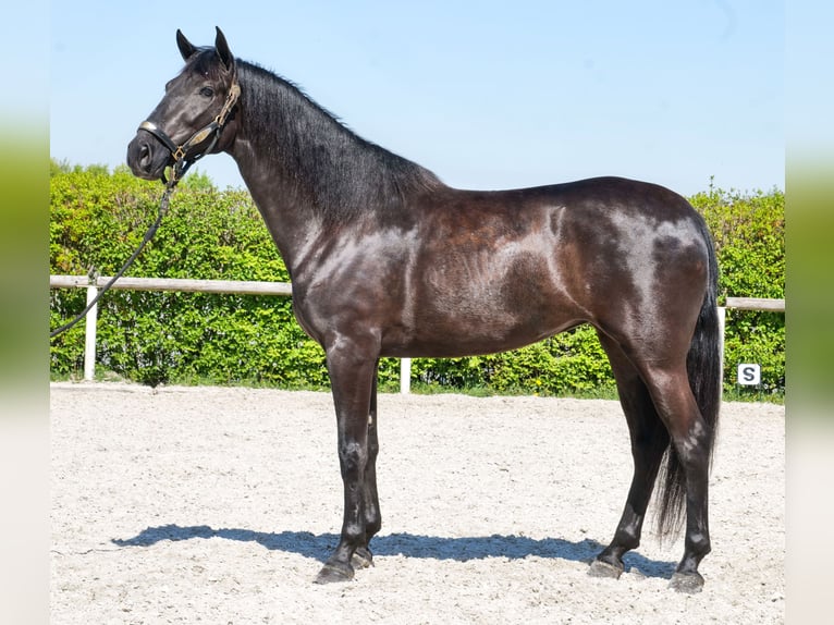Cruzado Giumenta 4 Anni 160 cm Morello in Neustadt (Wied)