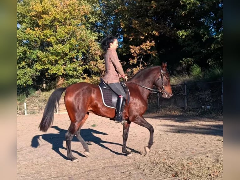 Cruzado Giumenta 4 Anni 165 cm Baio in lauris