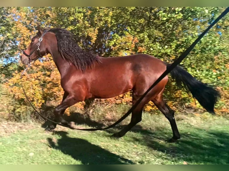 Cruzado Giumenta 4 Anni 165 cm Baio in lauris
