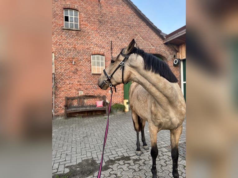 Cruzado Giumenta 4 Anni 165 cm Falbo in Hude (Oldenburg)