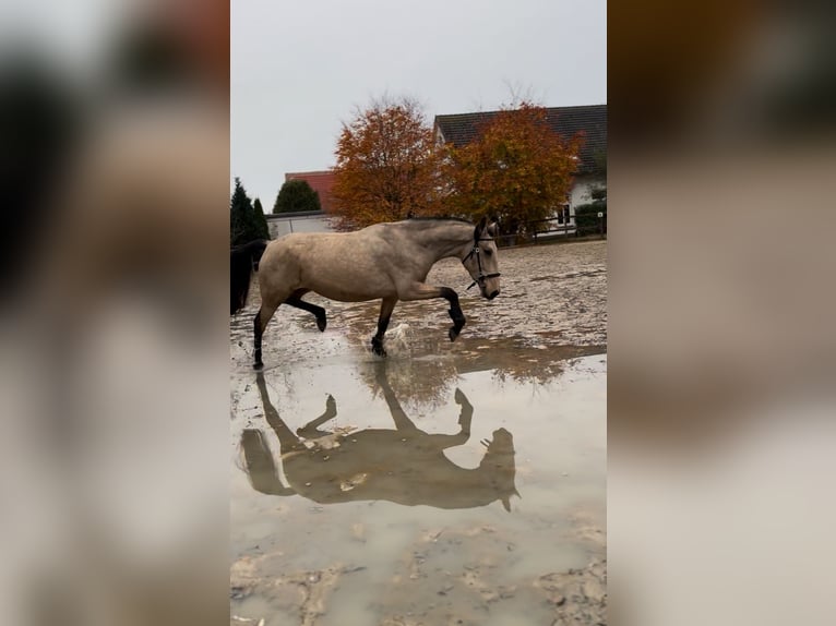 Cruzado Giumenta 4 Anni 165 cm Falbo in Hude (Oldenburg)